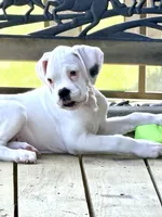Storm , a male Boxer for sale in Genesee, PA – 2 of 9