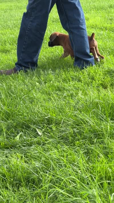 Win -AKC- video-Euro lines, a male Boxer for sale in Genesee, PA – 10 of 10