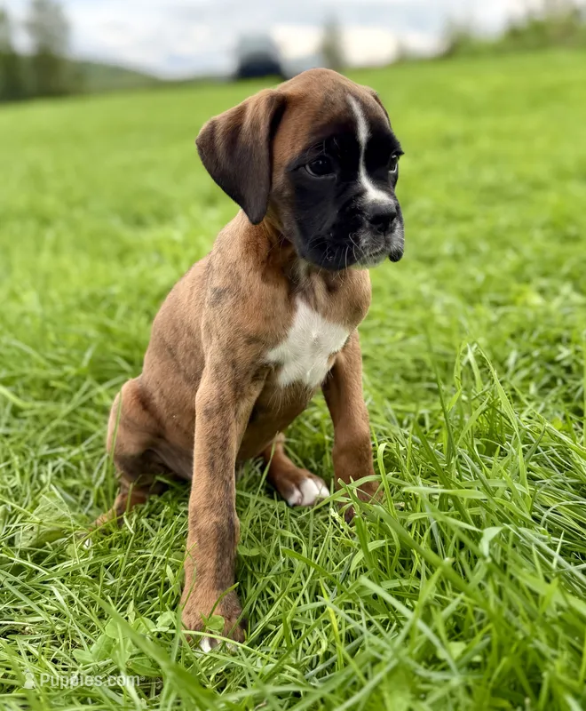 Winchester -AKC- video – Boxer puppy for sale in Genesee, PA