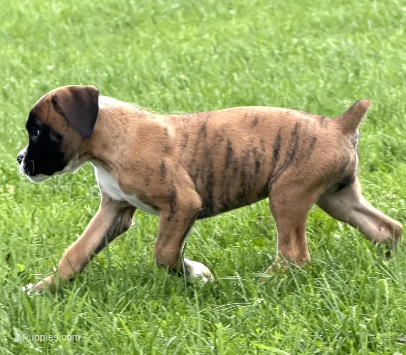 ROXY-AKC- Video – Boxer puppy for sale in Genesee, PA