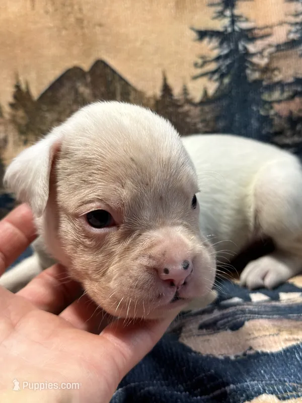 Diesel  – Boxer puppy for sale in Genesee, PA