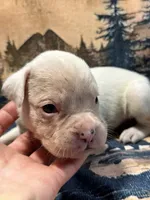 Diesel , a male Boxer for sale in Genesee, PA – 1 of 9