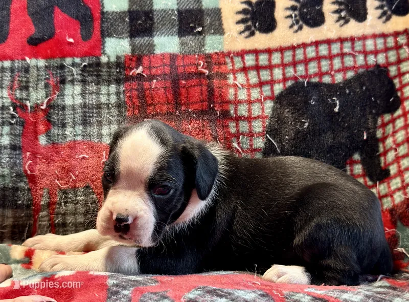 Onyx  – Boxer puppy for sale in Genesee, PA