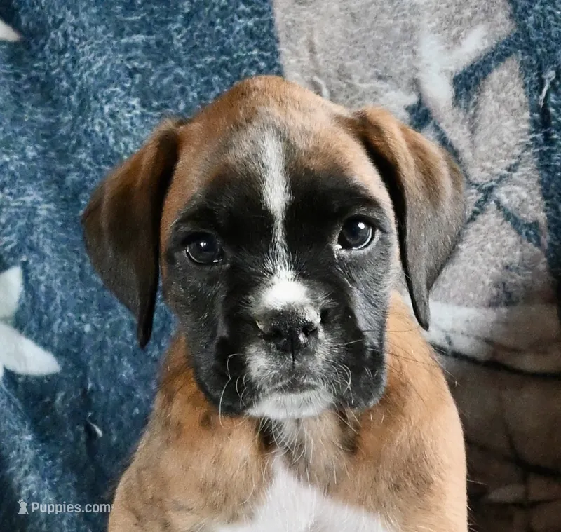Remmy-AKC – Boxer puppy for sale in Genesee, PA