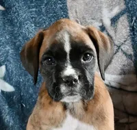 Winchester -AKC- video, a male Boxer for sale in Genesee, PA – 2 of 9