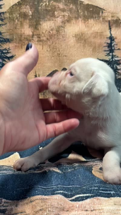 Diesel , a male Boxer for sale in Genesee, PA – 4 of 9