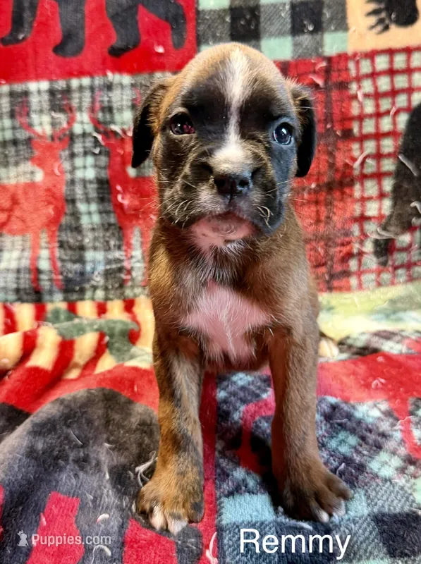 Remmy – Boxer puppy for sale in Genesee, PA