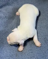 Diesel, a male Boxer for sale in Genesee, PA – 2 of 7