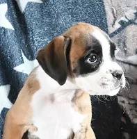 ROXY-AKC- Video, a female Boxer for sale in Genesee, PA – 2 of 8