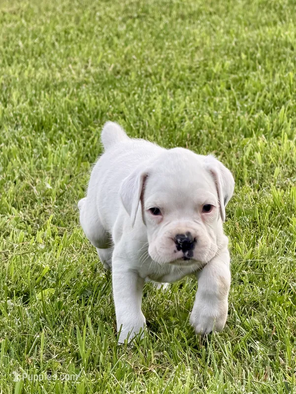 BOLT-AKC – Boxer puppy for sale in Genesee, PA