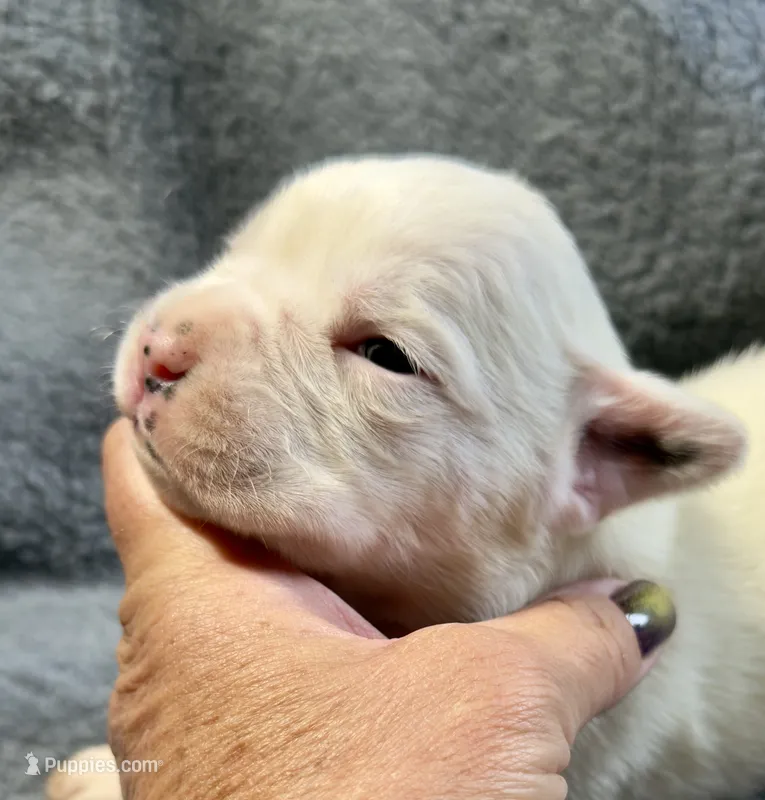 BOLT – Boxer puppy for sale in Genesee, PA
