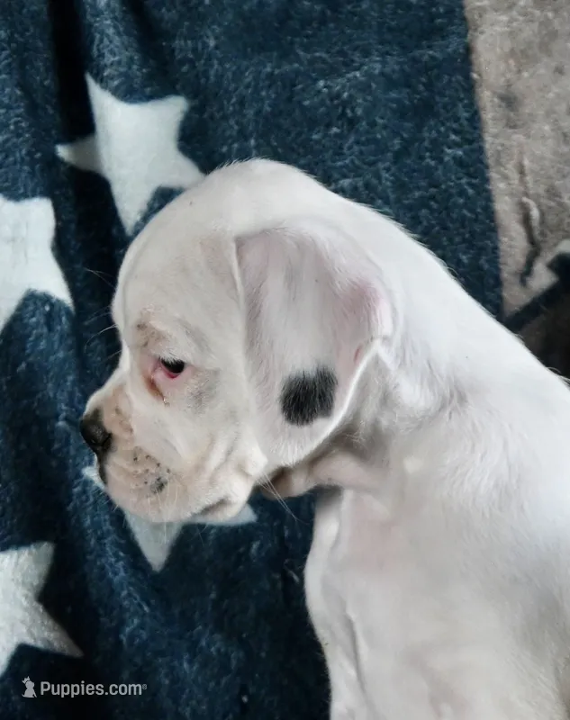 BOLT-AKC – Boxer puppy for sale in Genesee, PA