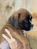 Win -AKC- video-Euro lines, a male Boxer for sale in Genesee, PA – 5 of 10