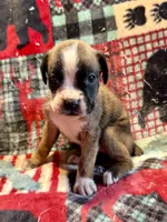 IVY-AKC, a female Boxer for sale in Genesee, PA – 2 of 8