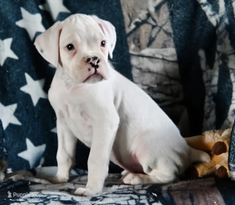 DIESEL-AKC – Boxer puppy for sale in Genesee, PA