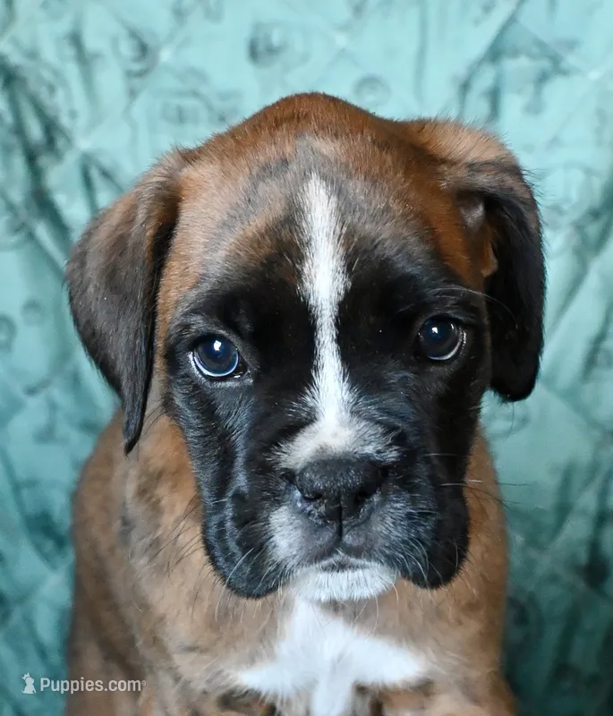 Remmy-AKC – Boxer puppy for sale in Genesee, PA