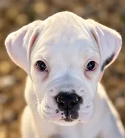 Popcorn -AKC - Euro lines, a male Boxer for sale in Genesee, PA – 2 of 8