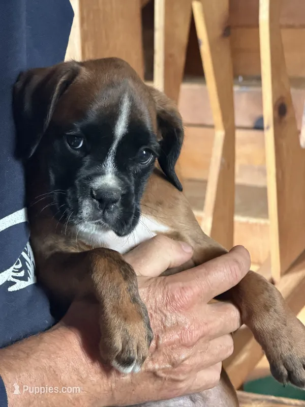 Win -AKC- video-Euro lines – Boxer puppy on hold in Genesee, PA