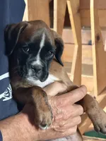 Winchester -AKC- video, a male Boxer for sale in Genesee, PA – 4 of 9