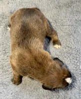 Remington, a male Boxer for sale in Genesee, PA – 2 of 6