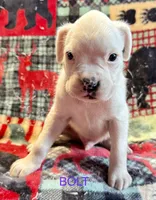 BOLT-AKC, a male Boxer for sale in Genesee, PA – 3 of 10