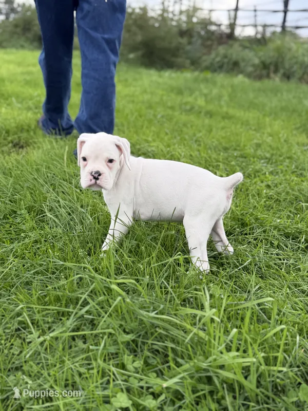 DIESEL-AKC – Boxer puppy for sale in Genesee, PA