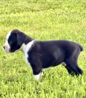 BRUISER- AKC, a male Boxer for sale in Genesee, PA – 5 of 9