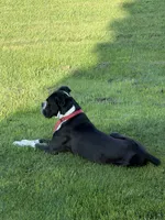 BOLT-AKC, a male Boxer for sale in Genesee, PA – 6 of 10