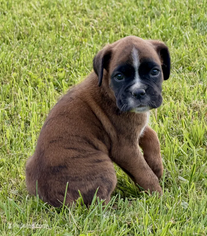 Remmy-AKC – Boxer puppy for sale in Genesee, PA