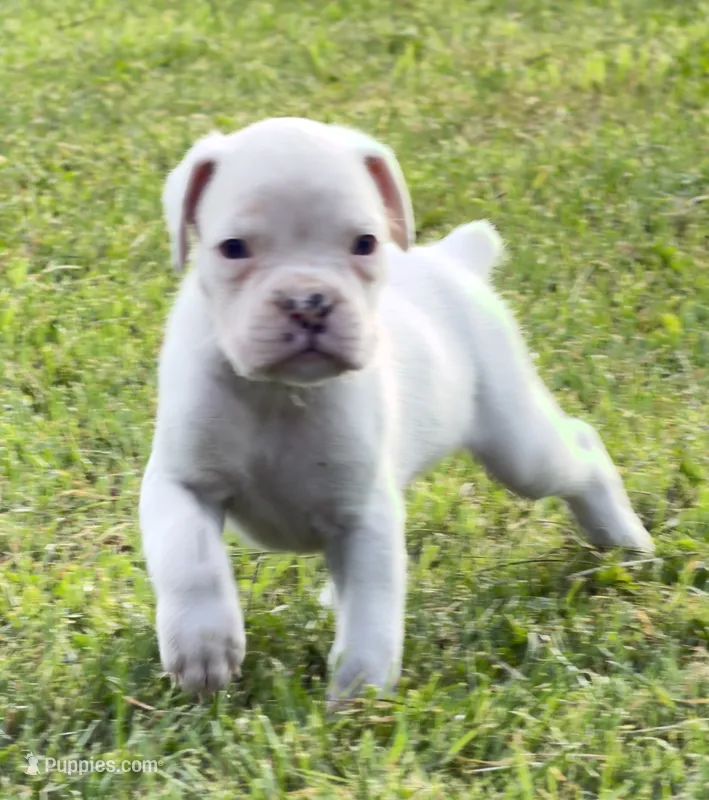 DIESEL-AKC – Boxer puppy for sale in Genesee, PA