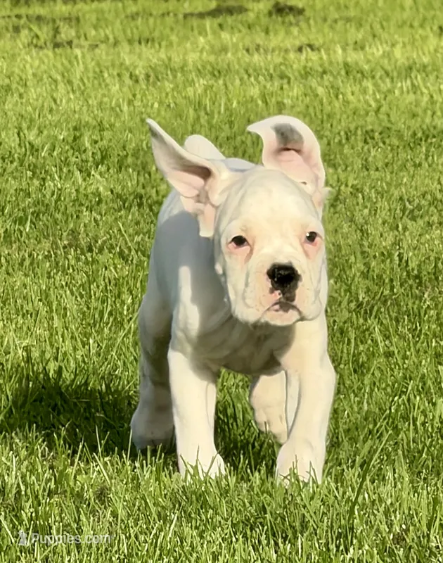 Popcorn -AKC - Euro lines – Boxer puppy for sale in Genesee, PA