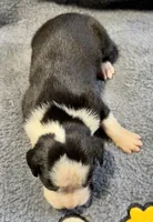 Onyx , a male Boxer for sale in Genesee, PA – 2 of 7
