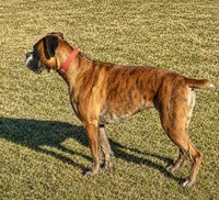 BOLT-AKC, a male Boxer for sale in Genesee, PA – 5 of 10