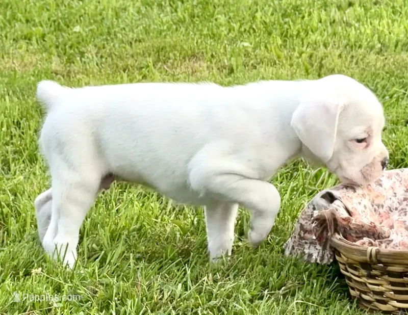 BOLT-AKC – Boxer puppy for sale in Genesee, PA