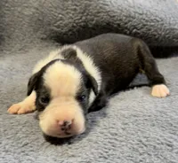 Onyx , a male Boxer for sale in Genesee, PA – 3 of 7