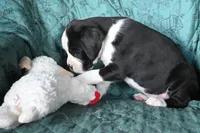 BRUISER- AKC, a male Boxer for sale in Genesee, PA – 3 of 9