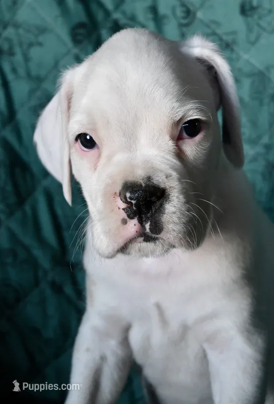 BOLT-AKC – Boxer puppy for sale in Genesee, PA