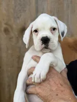 BOLT -AKC - NY/PA border, a male Boxer for sale in Genesee, PA – 5 of 10