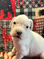 BOLT-AKC, a male Boxer for sale in Genesee, PA – 2 of 10