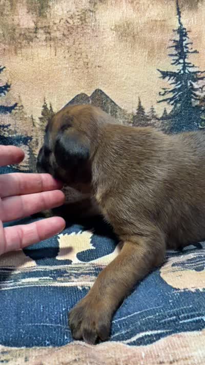 Remmy, a male Boxer for sale in Genesee, PA – 8 of 8