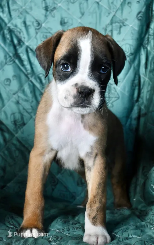 IVY-AKC – Boxer puppy for sale in Genesee, PA