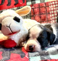 Onyx -AKC, a male Boxer for sale in Genesee, PA – 3 of 8