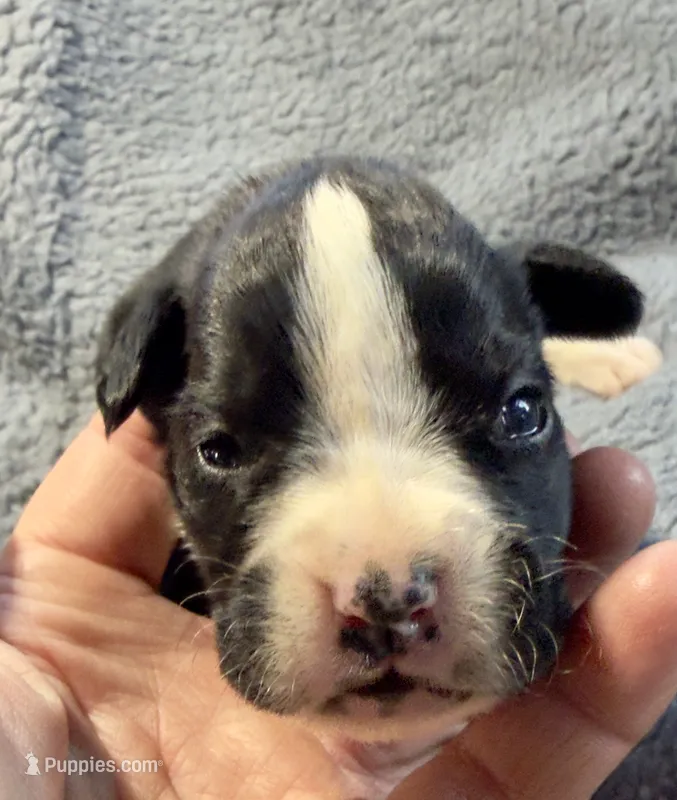 Raven – Boxer puppy for sale in Genesee, PA
