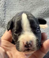 Raven, a female Boxer for sale in Genesee, PA – 1 of 7