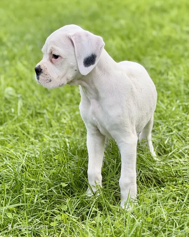 BOLT -AKC - NY/PA border – Boxer puppy for sale in Genesee, PA