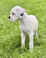 BOLT -AKC - NY/PA border, a male Boxer for sale in Genesee, PA – 1 of 10