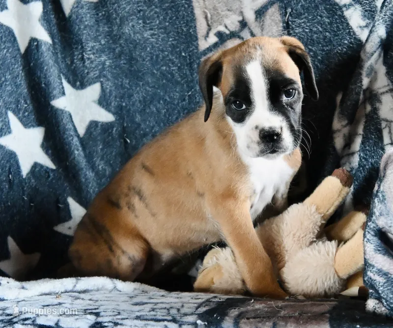 IVY-AKC – Boxer puppy for sale in Genesee, PA