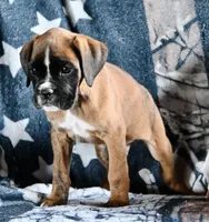 Winchester -AKC- video, a male Boxer for sale in Genesee, PA – 1 of 9