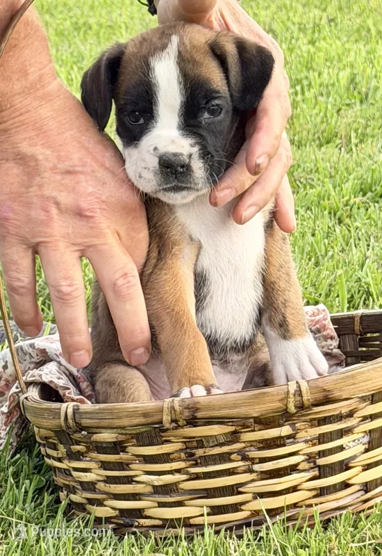IVY-AKC – Boxer puppy for sale in Genesee, PA