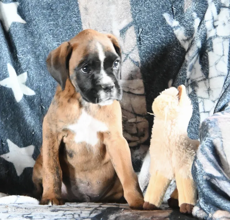 Remmy-AKC – Boxer puppy for sale in Genesee, PA